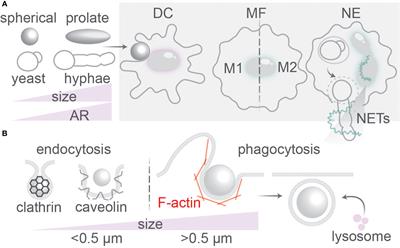 Modulation of Immune Responses by Particle Size and Shape